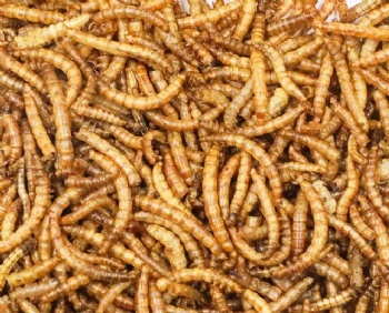 DRIED MEAL WORMS