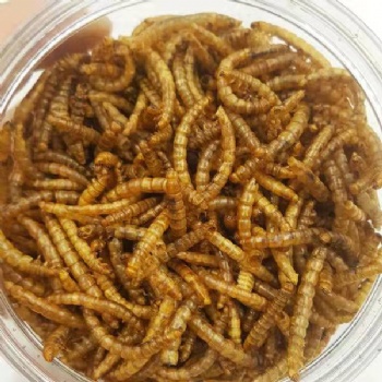 CHINA YELLOW DRIED MEALWORMS