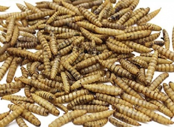BLACK SOLDIER FLY LARVAE