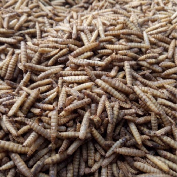 DRIED BLACK SOLDIER FLY LARAVE