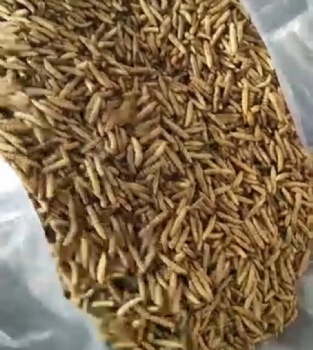 CALCI WORMS
