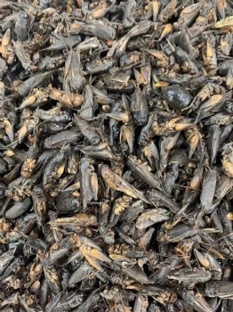 BULK DRIED CRICKETS
