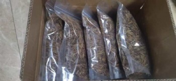 300g BLACK SOLDIER FLY LARVAE