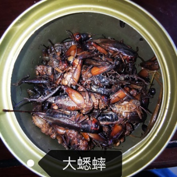 CANNED BIG CRICKETS
