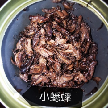 CANNED SMALL CRICKETS