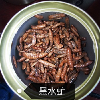CANNED BLACK SOLDIER FLY LARVAE